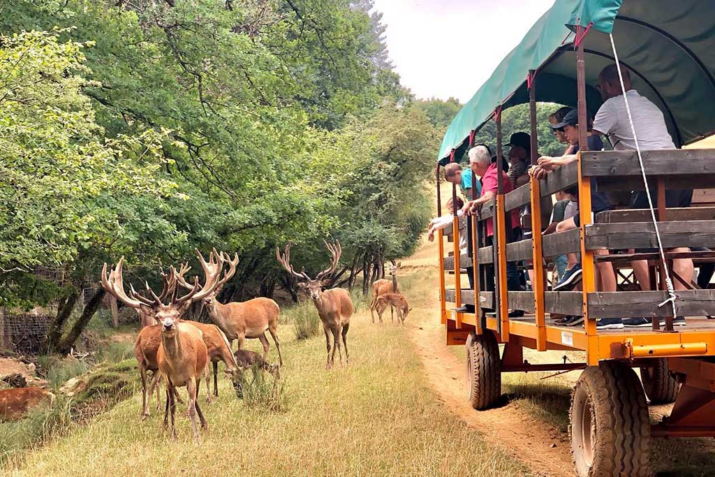 Visite du parc animalier